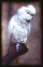Parrot 51