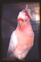 Parrot 53